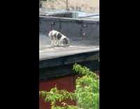 Collab WINY - Dog poop on roof of apartment building