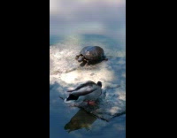 Duck and a turtle together on a small stone at the lake