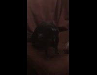 Guy grabs brown senior dog yelps screams 