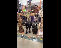 Black dog sit beside Halloween animatronic decorations