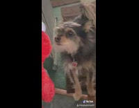 BitchMP - guy with elmo doll talking to dog