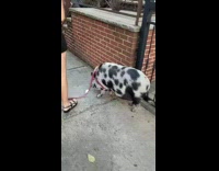 Woman with pet pig on leash street