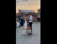 Collab DogIG - Dog joins father and daughter wedding dance