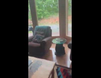 Woman films bear family roams around house
