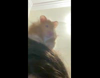 Collab Clips MPUGC2 - Hamster sitting on hoomans head 