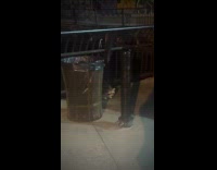 Raccoon climb out from trash can night