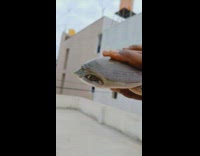 Guy holds pet turtle outside on rooftop 
