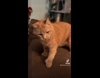 Collab ClipsIG - Woman counter orange cats paw with fist reznor the cat