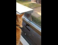 Orange cat grab catch bird outside window
