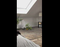 Black cat fall mess up orange plant reverse