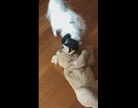 Black white dog large brown teddy bear