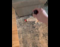 Dog chases laser on floor in circles