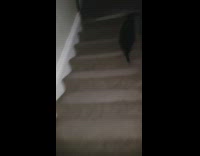 Blind black cat climb stairs owner follows