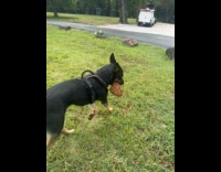 Dog carries huge rock on mouth
