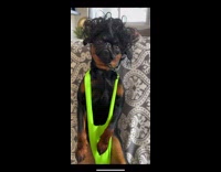 Pug dressed in outfit like borat