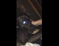 black dog making growling sounds 