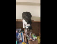 Cat falls off shelf girl laughs fail 