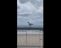 One-footed seagull on the beach park barrier