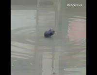 Collab DailyDoseOfInternet - Rat stands in water puddle 