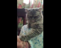 Cat glares owner put paw on face