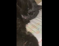 Black cat with snaggletooth sleeps on book