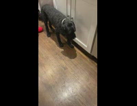 Pet dog slowly walks back and forth at the kitchen