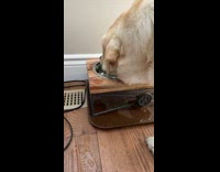 Dog drinking water spills water all over bowl