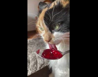 Cat licks red jello on metal spoon