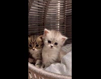 Three kittens in the basket with blanket Part 1