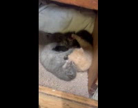 Kittens playing inside the whelping box