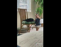 Baby brushes cat eats comb