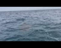 Large whale shark swim underneath filmers boat