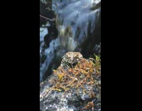 Guy sees frog sitting on rock in water 