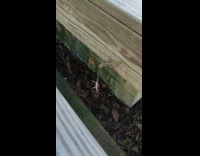 Lizard on wood bite tail of another lizard