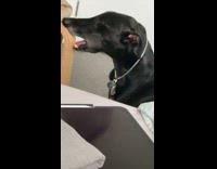 Black dog licks the leg of table