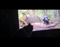 Cat slaps screen with video of bird