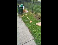 Female mannequin parts on sidewalk grass trashcan