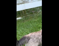 Cat jump and pull the bird feeder 