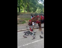 Horse give some food to pigeons park
