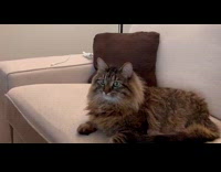 [Third Party] Collab PLC - Fluffy cat on sofa watch dinosaur documentary