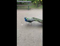 Peacock bird eats ice cream on the ground