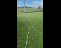 Gray cat on grass chase hose water