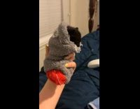 Kitten kneading sock while laying in it 