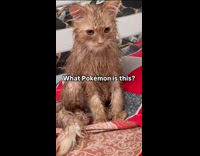 Cat gets angry after taking a bath