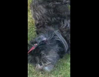 Black dog gets dragged on grass leash