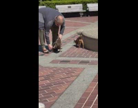 Pet duck goes for a swim in the fountain 