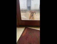 Ball bounce glass door brown dog outside