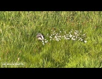 Wild Badger Stroll Around Field of Grass