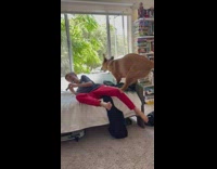 Pet dog run towards boy that plays the flute