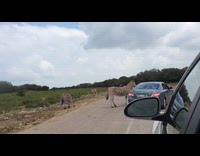 Zebra peeks at car window for food